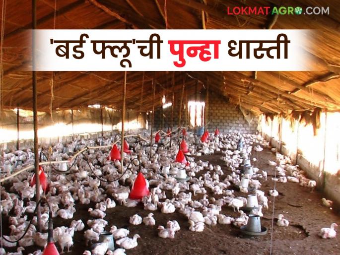 Bird Flu Alert: latest news Vigilance Committee in Yavatmal district; Read the reason for the alert from the Animal Husbandry Department in detail | Bird Flu Alert : यवतमाळ जिल्ह्यात दक्षता समिती; पशुसंर्वधन विभाग अलर्ट काय कारण वाचा सविस्तर Bird Flu Alert: latest news Vigilance Committee in Yavatmal district; Read the reason for the alert from the Animal Husbandry Department in detail | Bird Flu Alert : यवतमाळ जिल्ह्यात दक्षता समिती; पशुसंर्वधन विभाग अलर्ट काय कारण वाचा सविस्तर