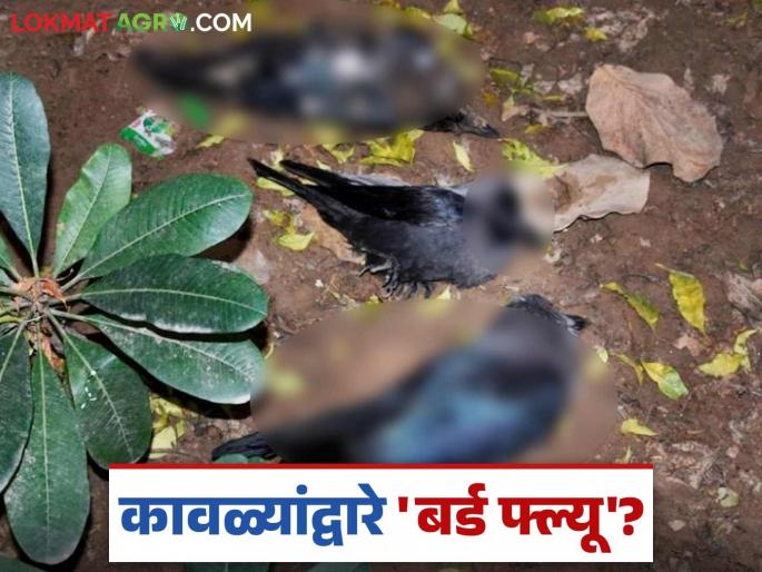 Bird flu: 'Bird flu' struck by crows! Know in detail what is the reason | Bird flu: कावळ्यांद्वारे 'बर्ड फ्ल्यू' धडकला ! काय आहे कारण जाणून घ्या सविस्तर