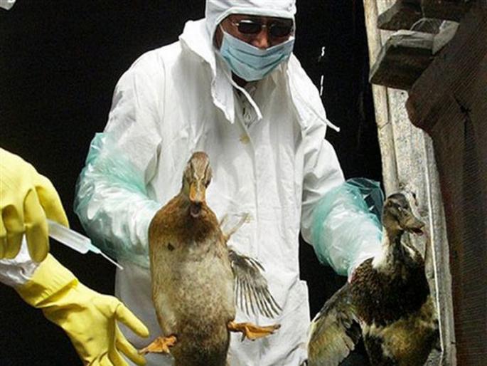 121birds deaths in Thane | ठाण्यात विविध १२१ पक्ष्यांचा मृत्यु महापालिकेने कसली कंबर 121birds deaths in Thane | ठाण्यात विविध १२१ पक्ष्यांचा मृत्यु महापालिकेने कसली कंबर