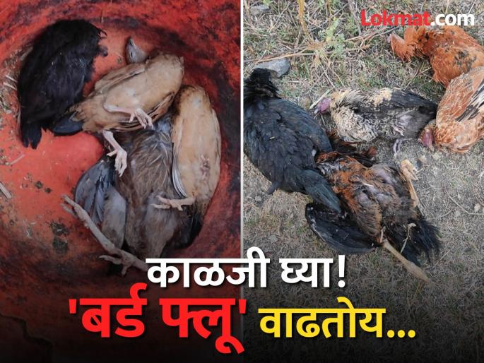 Bird flu in Nanded Report of dead chickens comes positive | नांदेडात 'बर्ड फ्लू'; मृत कोंबड्यांचा अहवाल आला पॉझिटिव्ह Bird flu in Nanded Report of dead chickens comes positive | नांदेडात 'बर्ड फ्लू'; मृत कोंबड्यांचा अहवाल आला पॉझिटिव्ह