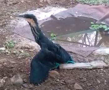 Black Bitron fired with foot rod | पायातील रॉडसह उडाला ब्लॅक बिट्रन Black Bitron fired with foot rod | पायातील रॉडसह उडाला ब्लॅक बिट्रन