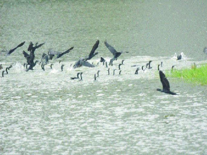 3934 birds of 103 breeds found in the month of June | सोळावी पक्षिगणना : जून महिन्यात आढळले १०३ जातींचे ३९३४ पक्षी 3934 birds of 103 breeds found in the month of June | सोळावी पक्षिगणना : जून महिन्यात आढळले १०३ जातींचे ३९३४ पक्षी