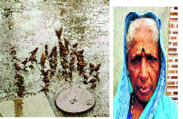 This strange twitching sparrows come to feed rice ... how to read chiwiwitt | या आजीबाईच्या हाकेने चिमण्या करतात चिवचिवाट..रोज येतात तांदूळ खायला... This strange twitching sparrows come to feed rice ... how to read chiwiwitt | या आजीबाईच्या हाकेने चिमण्या करतात चिवचिवाट..रोज येतात तांदूळ खायला...