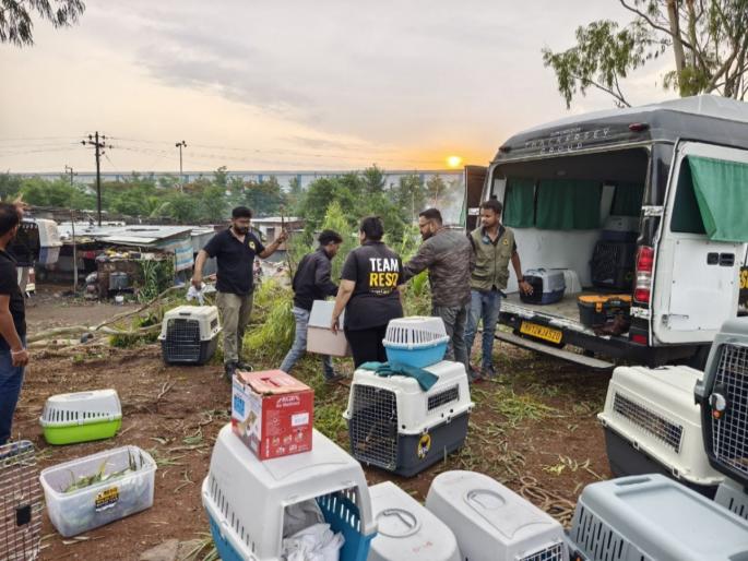 Hundreds of birds disturbed by stormy rains; Many chicks dead and some injured | वादळी पावसामुळे शेकडो पक्ष्यांवर विघ्न; अनेक पिल्लं मृत तर काही जखमी Hundreds of birds disturbed by stormy rains; Many chicks dead and some injured | वादळी पावसामुळे शेकडो पक्ष्यांवर विघ्न; अनेक पिल्लं मृत तर काही जखमी