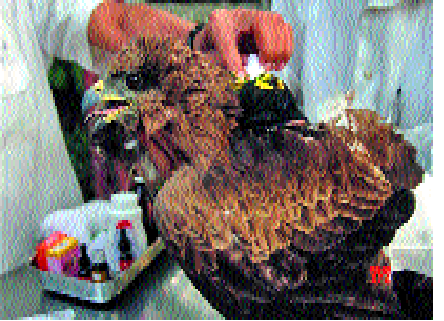 Approval of primary care center for injured wildlife in Sangli | सहा महिन्यांत पूर्ण होणार : सांगलीत जखमी वन्यप्राण्यांसाठी प्राथमिक उपचार केंद्रास मान्यता Approval of primary care center for injured wildlife in Sangli | सहा महिन्यांत पूर्ण होणार : सांगलीत जखमी वन्यप्राण्यांसाठी प्राथमिक उपचार केंद्रास मान्यता