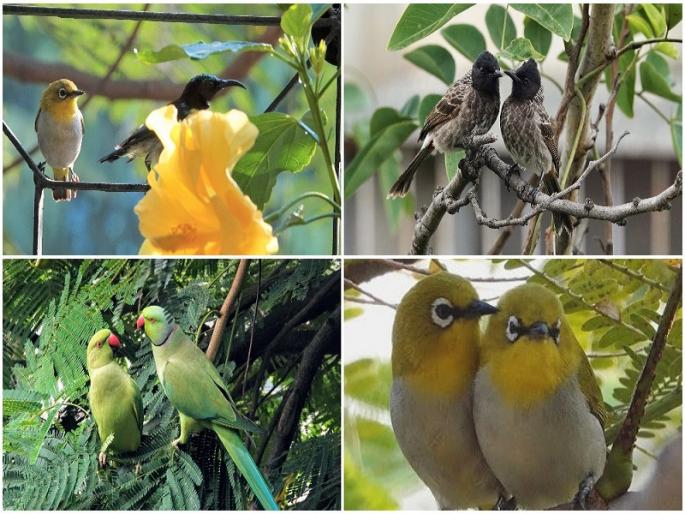 valentines day 2022 birds hanging on the branches with Valentine pune | Valentine's Day 2022| हृदयी वसंत फुलताना, प्रेमास रंग यावे...! valentines day 2022 birds hanging on the branches with Valentine pune | Valentine's Day 2022| हृदयी वसंत फुलताना, प्रेमास रंग यावे...!