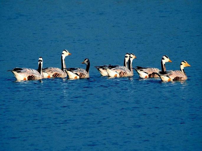 The arrival of migratory birds in the state | राज्यात स्थलांतरित पक्ष्यांचे आगमन The arrival of migratory birds in the state | राज्यात स्थलांतरित पक्ष्यांचे आगमन