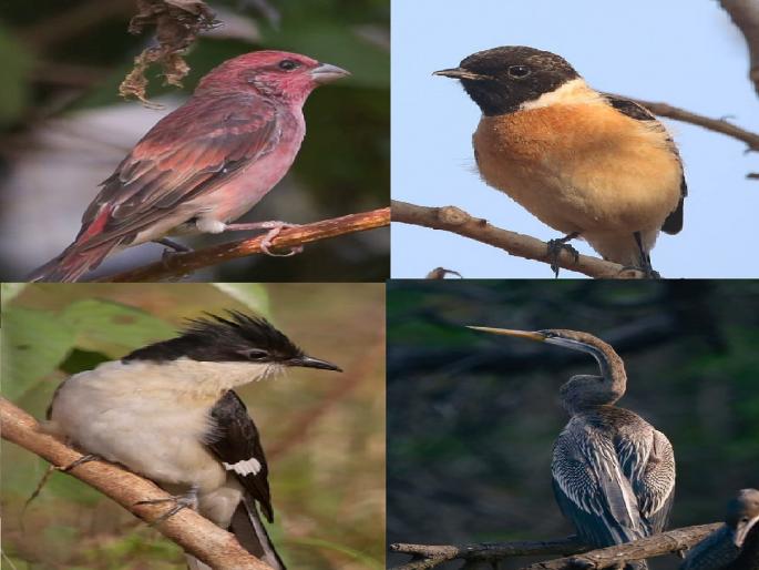 Threat to natural habitat Migratory birds still turn their backs on Kolhapur | नैसर्गिक अधिवासाला धोका; स्थलांतरित पक्ष्यांची अजूनही कोल्हापूरकडे पाठ