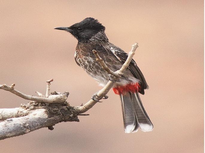 234 animals rescued from suburbs and Mumbai city | मुंबई शहर व उपनगरातून २३४ पशू-पक्ष्यांची सुटका 234 animals rescued from suburbs and Mumbai city | मुंबई शहर व उपनगरातून २३४ पशू-पक्ष्यांची सुटका