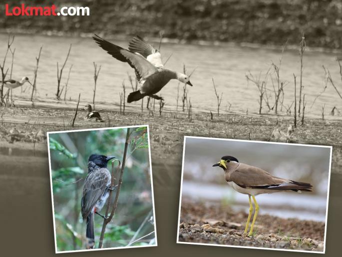 81 birds recorded in Hingoli, Parbhani districts on ‘e-Bird’ global app | ‘ई-बर्ड’ जागतिक ॲपवर हिंगोली, परभणी जिल्ह्यातील ८१ पक्ष्यांची घेतली नोंद 81 birds recorded in Hingoli, Parbhani districts on ‘e-Bird’ global app | ‘ई-बर्ड’ जागतिक ॲपवर हिंगोली, परभणी जिल्ह्यातील ८१ पक्ष्यांची घेतली नोंद