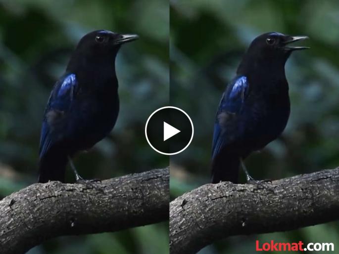 The bird was 'humming' in a charming voice sitting on the tree, people were mesmerized by hearing it | VIDEO : झाडावर बसून मनमोहक आवाजात 'गुणगुणत' होता पक्षी, ऐकून लोक झाले मंत्रमुग्ध The bird was 'humming' in a charming voice sitting on the tree, people were mesmerized by hearing it | VIDEO : झाडावर बसून मनमोहक आवाजात 'गुणगुणत' होता पक्षी, ऐकून लोक झाले मंत्रमुग्ध