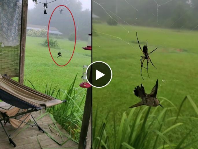 spider hunts bird video goes viral on social media | कोळ्याने केली भल्या मोठ्या पक्ष्याची शिकार, व्हिडिओ पाहुन होईल थरकाप spider hunts bird video goes viral on social media | कोळ्याने केली भल्या मोठ्या पक्ष्याची शिकार, व्हिडिओ पाहुन होईल थरकाप