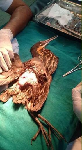 Surgery on the foot of the rare Black Bitron | दुर्मिळ ब्लॅक बिट्रनच्या पायावर शस्त्रक्रिया