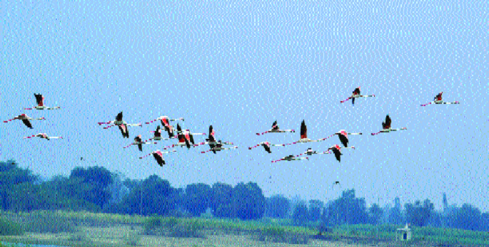 External Fowler's Shelter awaiting notification of danger-sanctuary | परदेशी पाणपक्ष्यांचे आश्रयस्थान धोक्यात-अभयारण्याची अधिसूचना प्रतीक्षेत External Fowler's Shelter awaiting notification of danger-sanctuary | परदेशी पाणपक्ष्यांचे आश्रयस्थान धोक्यात-अभयारण्याची अधिसूचना प्रतीक्षेत