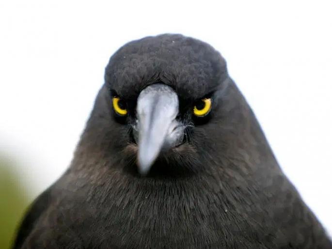 This Is How Birds See The World As Compared To Humans | पक्ष्यांना हे जग कसं दिसतं? रिसर्चमधून आलं समोर... This Is How Birds See The World As Compared To Humans | पक्ष्यांना हे जग कसं दिसतं? रिसर्चमधून आलं समोर...