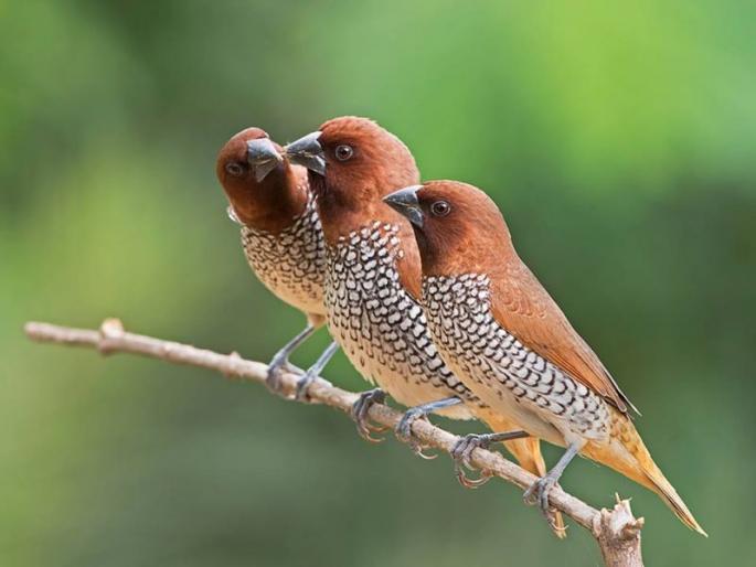 Bird week to be held in the state in the first week of November | नोव्हेंबरच्या पहिल्या आठवड्यात राज्यात राबविणार पक्षी सप्ताह