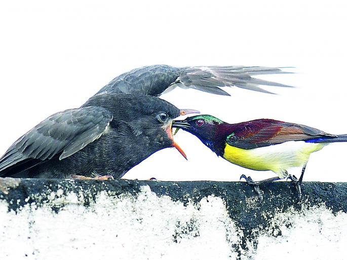 One for the chicks, the other for the grass! | पिलं एकाची, घास भरवणारा दुसराच! One for the chicks, the other for the grass! | पिलं एकाची, घास भरवणारा दुसराच!