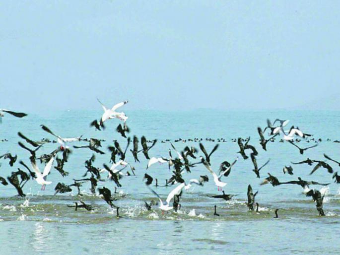 Over 3,000 migratory birds in Pong Lake | पोंग सरोवरात ५० हजारांपेक्षा जास्त स्थलांतरित पक्षी Over 3,000 migratory birds in Pong Lake | पोंग सरोवरात ५० हजारांपेक्षा जास्त स्थलांतरित पक्षी