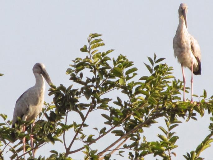 ... and my relationship with my husband! | ...आणि माझं निसर्गाशी नातं जुळलं ! ... and my relationship with my husband! | ...आणि माझं निसर्गाशी नातं जुळलं !