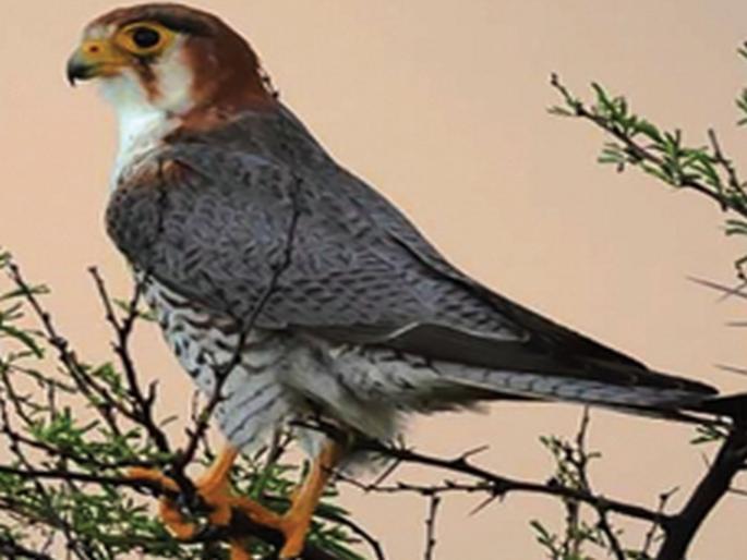 migratory birds arrived in solapur from foreign countries | सोलापुरात परदेशी पक्ष्यांची मांदियाळी! migratory birds arrived in solapur from foreign countries | सोलापुरात परदेशी पक्ष्यांची मांदियाळी!