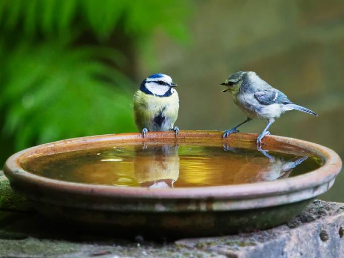 Let's do our best this summer, let's quench the thirst of birds and animals! | या उन्हाळ्यात यथाशक्ती करूया जलदान, भागवू मूक जीवांची तहान! Let's do our best this summer, let's quench the thirst of birds and animals! | या उन्हाळ्यात यथाशक्ती करूया जलदान, भागवू मूक जीवांची तहान!
