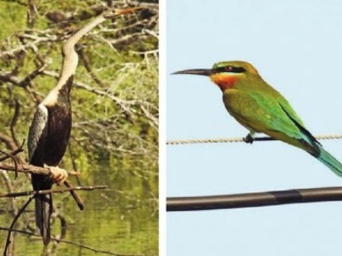 a rare archer bird was seen by mumbaikars bird watching opportunities in other districts of the state as well | दुर्मीळ तिरंदाज पक्ष्याचे मुंबईकरांना घडले दर्शन a rare archer bird was seen by mumbaikars bird watching opportunities in other districts of the state as well | दुर्मीळ तिरंदाज पक्ष्याचे मुंबईकरांना घडले दर्शन