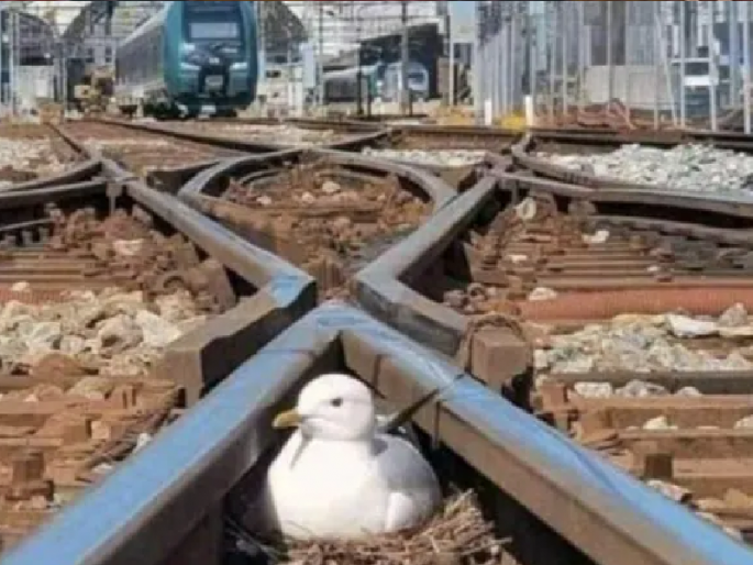 Anand Mahindra shared a photo of bird sat comfortably by building a nest in the railway tracks | रेल्वे रुळांमध्ये घरटे तयार करुन आरामात बसला पक्षी, आनंद महिंद्रा फोटो शेअर करत म्हणाले...