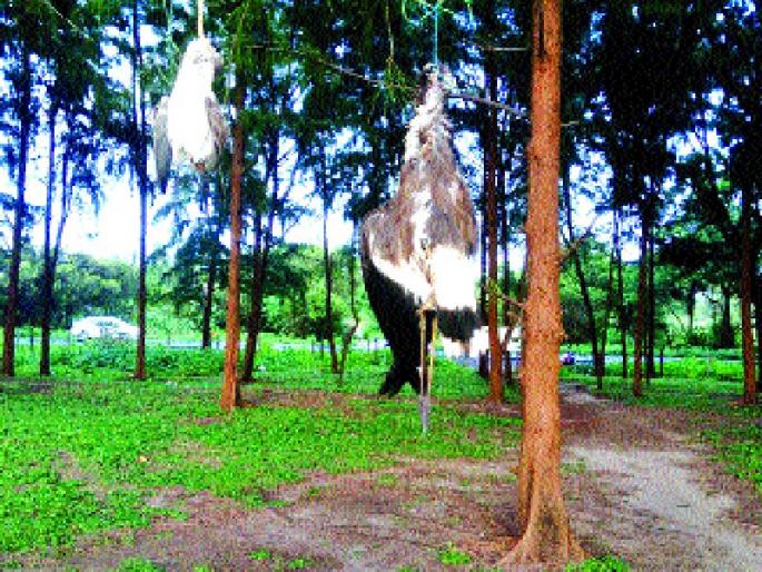 Beginning birds in the garden, there are rare species of the victims | सुरुंच्या बागेतील पक्ष्यांची तस्करी, टोळ्यांकडून दुर्मीळ प्रजातींची होते आहे शिकारही Beginning birds in the garden, there are rare species of the victims | सुरुंच्या बागेतील पक्ष्यांची तस्करी, टोळ्यांकडून दुर्मीळ प्रजातींची होते आहे शिकारही