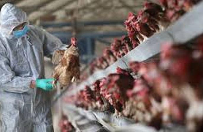 Bird flu alert issued in Akola district! | अकोला जिल्ह्यात बर्ड फ्लूसंदर्भात सतर्कतेचा इशारा!