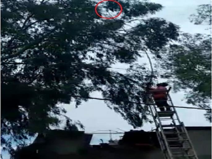 Birdlovers rescued crow who stuck on the tree | ५० फुट उंच झाडावर मांजात अडकलेल्या कावळ्याचा पक्षीप्रेमींनी वाचवला जीव Birdlovers rescued crow who stuck on the tree | ५० फुट उंच झाडावर मांजात अडकलेल्या कावळ्याचा पक्षीप्रेमींनी वाचवला जीव