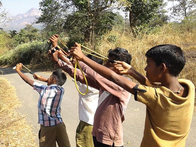 The end of the birds with stony stone | बेचकीच्या दगडाने पक्ष्यांचा अंत The end of the birds with stony stone | बेचकीच्या दगडाने पक्ष्यांचा अंत