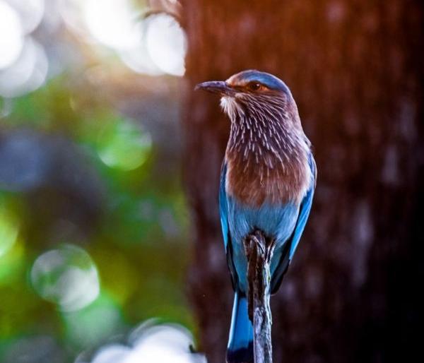 Involving citizens and researchers in bird surveys in Pench; A three-day event to be held in January | पेंचमधील पक्षी सर्वेक्षणात नागरिक आणि संशोधकांचा समावेश; जानेवारीत होणार तीन दिवसीय उपक्रम Involving citizens and researchers in bird surveys in Pench; A three-day event to be held in January | पेंचमधील पक्षी सर्वेक्षणात नागरिक आणि संशोधकांचा समावेश; जानेवारीत होणार तीन दिवसीय उपक्रम
