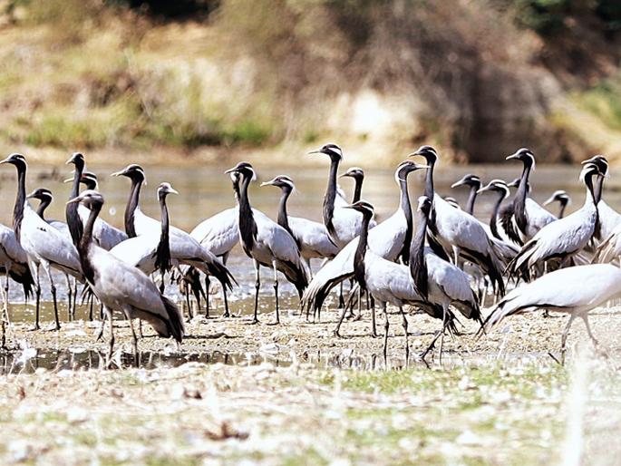 Wetlands migratory birds and their study | पाणथळ जागा, स्थलांतरित पक्षी आणि त्याचा अभ्यास Wetlands migratory birds and their study | पाणथळ जागा, स्थलांतरित पक्षी आणि त्याचा अभ्यास