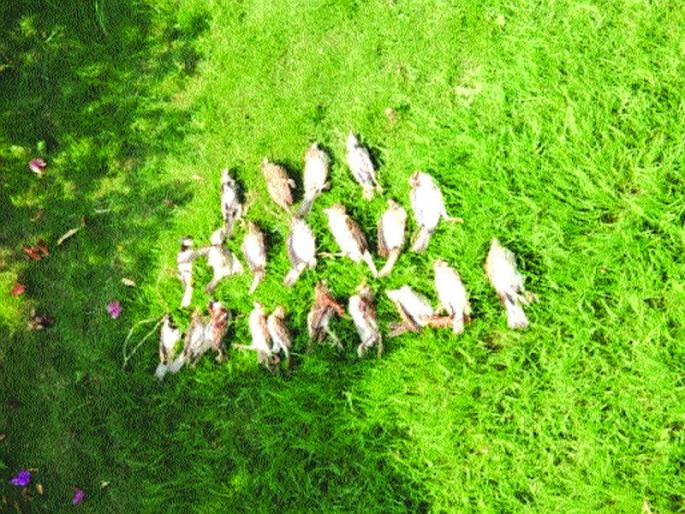 Thousands of birds die across the lake in Rajasthan | राजस्थानात सांभर सरोवरात हजारो पक्ष्यांचा मृत्यू Thousands of birds die across the lake in Rajasthan | राजस्थानात सांभर सरोवरात हजारो पक्ष्यांचा मृत्यू