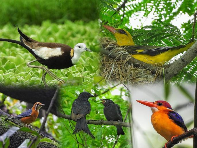 free-roaming birds in monsoon Do not disturb mode mating incubation period | मुक्त विहार करणारे चिऊ-काऊ पावसाळ्यात म्हणतात, ‘डू नाॅट डिस्टर्ब’ free-roaming birds in monsoon Do not disturb mode mating incubation period | मुक्त विहार करणारे चिऊ-काऊ पावसाळ्यात म्हणतात, ‘डू नाॅट डिस्टर्ब’