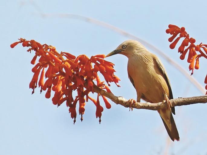 Worry the creators! Nature launches 'Juice Center' for birds, 'Glucose and Protein' | निर्मिकास काळजी ! पक्ष्यांसाठी निसर्गानेच सुरू केले ‘ज्युस सेंटर’, 'ग्लुकोज आणि प्रोटिन'ची कमतरता पूर्ण Worry the creators! Nature launches 'Juice Center' for birds, 'Glucose and Protein' | निर्मिकास काळजी ! पक्ष्यांसाठी निसर्गानेच सुरू केले ‘ज्युस सेंटर’, 'ग्लुकोज आणि प्रोटिन'ची कमतरता पूर्ण
