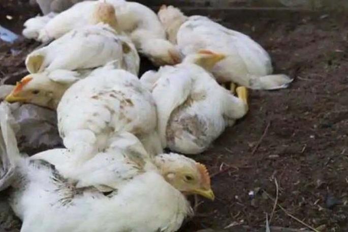 Waranga area in Nagpur district infected with bird flu | नागपूर जिल्ह्यातील वारंगा परिसर बर्ड फ्लू बाधित