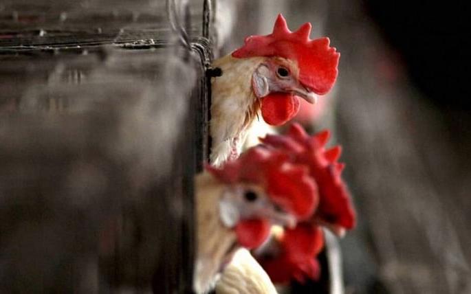 So the decision to kill chicken can be taken | तर घेतला जाऊ शकतो कोंबड्या मारण्याचा निर्णय So the decision to kill chicken can be taken | तर घेतला जाऊ शकतो कोंबड्या मारण्याचा निर्णय