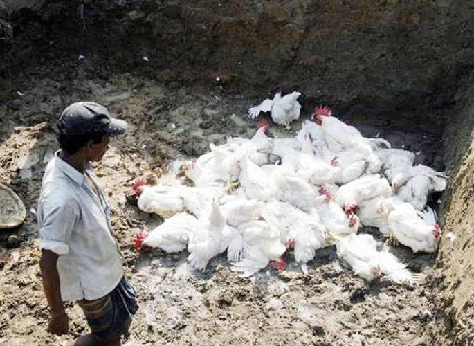 250 chickens die on poultry farm in Kalmeshwar: Discussions abound | कळमेश्वरमधील पोल्ट्री फार्मवर २५० कोंबड्यांचा मृत्यू : चर्चांना उधाण 250 chickens die on poultry farm in Kalmeshwar: Discussions abound | कळमेश्वरमधील पोल्ट्री फार्मवर २५० कोंबड्यांचा मृत्यू : चर्चांना उधाण