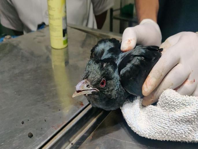 Nylon bunnies kill 3 birds and two deaths | नायलॉन मांजाने तब्बल २८ पक्षी जायबंदी तर दोन मृत्यूमुखी Nylon bunnies kill 3 birds and two deaths | नायलॉन मांजाने तब्बल २८ पक्षी जायबंदी तर दोन मृत्यूमुखी