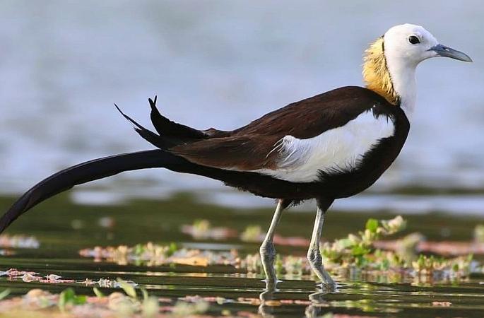 Lotus birds not get shelter: freshwater reservoirs On the way to ending | कमळ पक्ष्यांना आसरा मिळेना: गोड्या पाण्याचे जलसाठे संपण्याच्या मार्गावर Lotus birds not get shelter: freshwater reservoirs On the way to ending | कमळ पक्ष्यांना आसरा मिळेना: गोड्या पाण्याचे जलसाठे संपण्याच्या मार्गावर