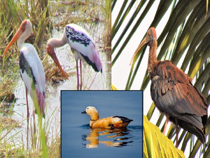82 species of birds are found along the banks of the Krishna River in Karad Satara | Satara: कऱ्हाडच्या कृष्णाकाठी ८२ प्रजातींच्या पक्ष्यांचा अधिवास 82 species of birds are found along the banks of the Krishna River in Karad Satara | Satara: कऱ्हाडच्या कृष्णाकाठी ८२ प्रजातींच्या पक्ष्यांचा अधिवास