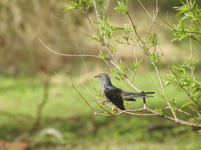 8 bird species recorded by bird watchers | पक्षी निरीक्षकांनी केली ३० पक्ष्यांच्या प्रजातींची नोंद 8 bird species recorded by bird watchers | पक्षी निरीक्षकांनी केली ३० पक्ष्यांच्या प्रजातींची नोंद
