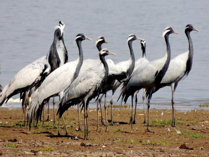 birds migration... | पक्षी जाय दिगंतरा... birds migration... | पक्षी जाय दिगंतरा...