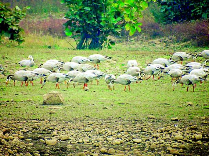 The prolonged rains hampered the number of guest birds | लांबलेल्या पावसामुळे पाहुण्या पक्ष्यांची संख्या रोडावली The prolonged rains hampered the number of guest birds | लांबलेल्या पावसामुळे पाहुण्या पक्ष्यांची संख्या रोडावली