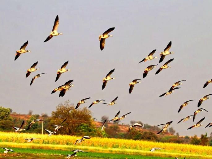 Heavy! Flying from an altitude of 32,000 feet, traveling 4,000 km, Mangolian Bar Head Goose birds on the Niwali lake | भारीच ! ३२ हजार फुट उंचीवरून उड्डाण, ४ हजार किमीचा प्रवास करून विदेशी पक्षी निवळी तलावावर Heavy! Flying from an altitude of 32,000 feet, traveling 4,000 km, Mangolian Bar Head Goose birds on the Niwali lake | भारीच ! ३२ हजार फुट उंचीवरून उड्डाण, ४ हजार किमीचा प्रवास करून विदेशी पक्षी निवळी तलावावर