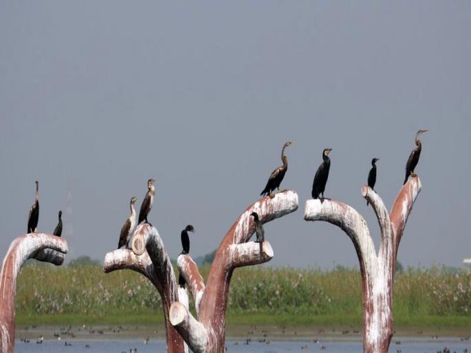 The wonderful world of birds; Anniversary of Bharti Niwas Society in Pune | पक्ष्यांच्या अद्भुत दुनियेची सफर; पुण्यातील भारती निवास सोसायटीचा वर्धापन दिन