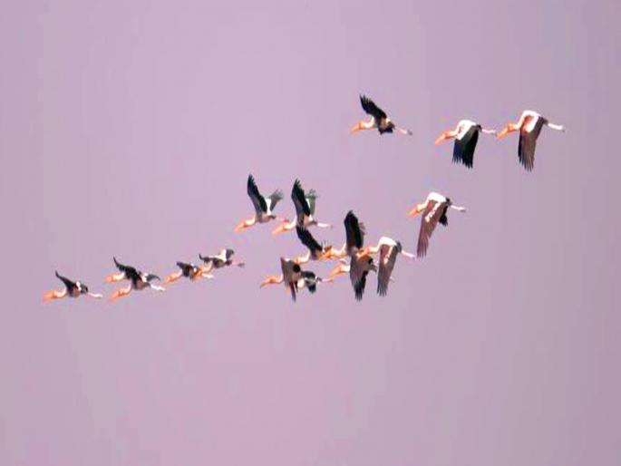 The 'National Bird Sanctuary' reached the summit of indigenous and exotic birds; Including rare birds, total 26 thousand birds recorded | ‘त्या’ राष्ट्रीय पक्षी अभयारण्यात देशी-विदेशी पक्ष्यांच्या संमेलनाने गाठली उंची; दुर्मीळ पक्ष्यांचा समावेश, एकूण २६ हजार पक्ष्यांची नोंद