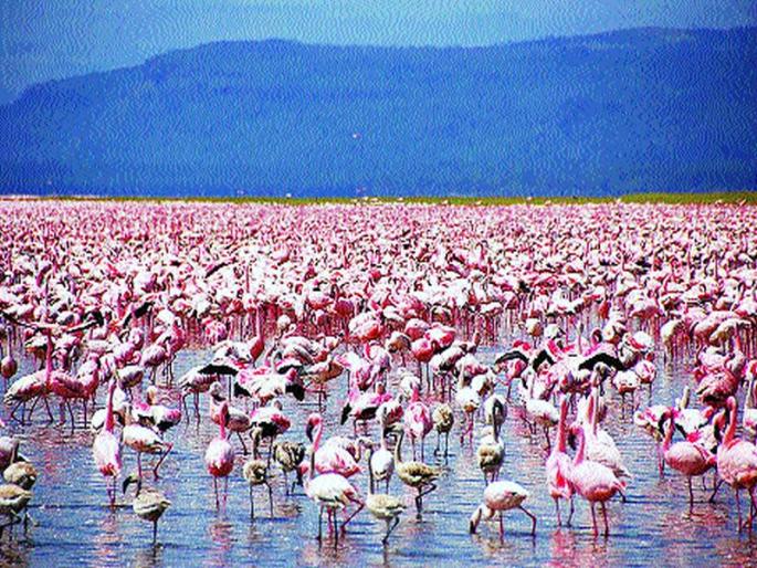 The number of birds in Odisha has been hit this year; More from Russia, Mongolia, southwest Asia | ओडिशात पाहुण्या पक्ष्यांची संख्या यंदा रोडावली; रशिया, मंगोलिया, नैैऋत्य आशियातील पक्षी अधिक The number of birds in Odisha has been hit this year; More from Russia, Mongolia, southwest Asia | ओडिशात पाहुण्या पक्ष्यांची संख्या यंदा रोडावली; रशिया, मंगोलिया, नैैऋत्य आशियातील पक्षी अधिक