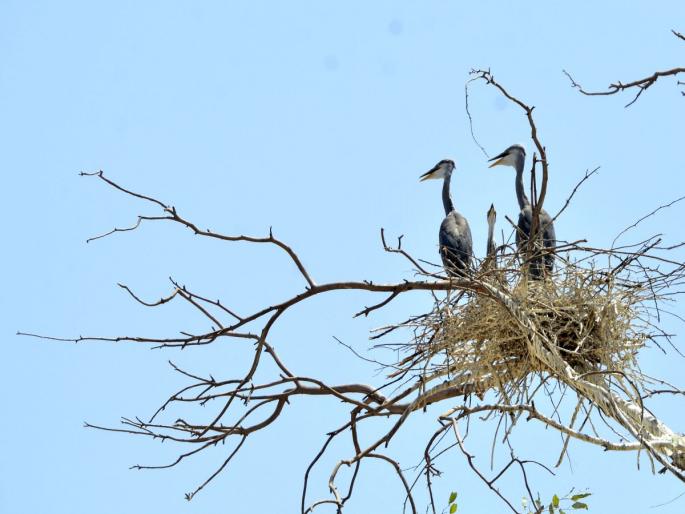Migration of birds disrupts migration | महापुराने पक्ष्यांचे स्थलांतर विस्कळीत